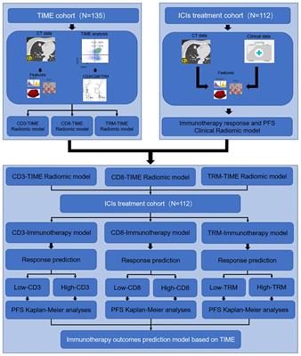 The NSCLC immunotherapy response predicted by tumor-infiltrating T cells via a non-invasive radiomic approach